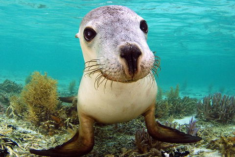 Abrolhos Islands 5 Day Tours - Accommodation 4U 6