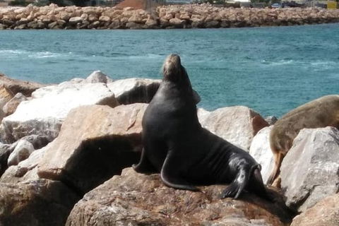 Lobster Fishing Tour At Geraldton - Accommodation 4U 3