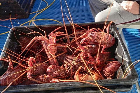 Lobster Fishing Tour At Geraldton - Accommodation 4U 6