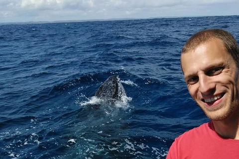 Whale Watching Boat Tour In Geraldton - Accommodation 4U 2