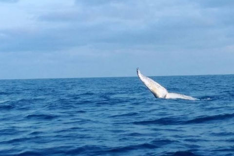 Whale Watching Boat Tour In Geraldton - Accommodation 4U 0