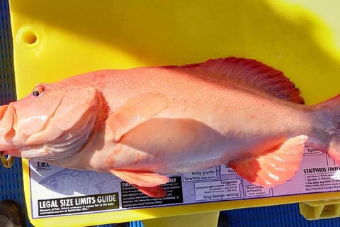 Geraldton Fishing Charter - Accommodation 4U 13