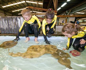 Australian Shark And Ray Centre - Accommodation 4U 0