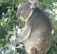 Whiteman Park - Accommodation 4U