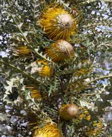 Narrogin WA Accommodation 4U