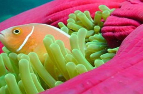 Great Adventures Reef And Green Island Cruises - Accommodation 4U 2