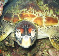 Adrenalin Snorkel and Dive - Accommodation 4U