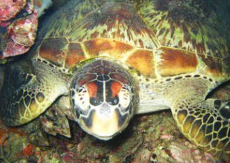 Adrenalin Snorkel And Dive - Accommodation 4U 0