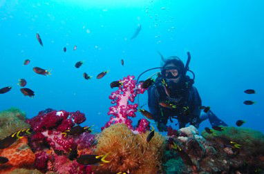 Adrenalin Snorkel And Dive - Accommodation 4U 3