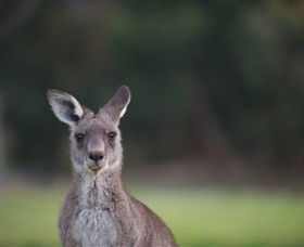 Anglesea Golf Club - Accommodation 4U 6