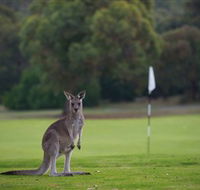 Anglesea Golf Club - Accommodation 4U