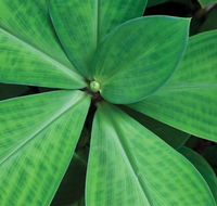 Limberlost Nursery  Garden Centre - Accommodation 4U