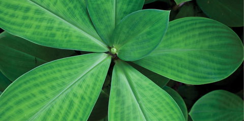 Limberlost Nursery & Garden Centre - Accommodation 4U 0