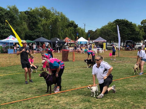 Dogs In The Park Orange - Accommodation 4U 0