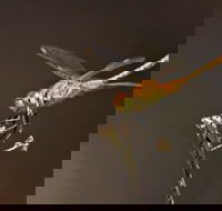 Dragonfly Discovery - Accommodation 4U