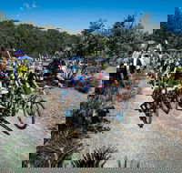 JetBlack Wild Wombat MTB Challenge - Accommodation 4U