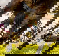 Night Markets and Race Day - Accommodation 4U