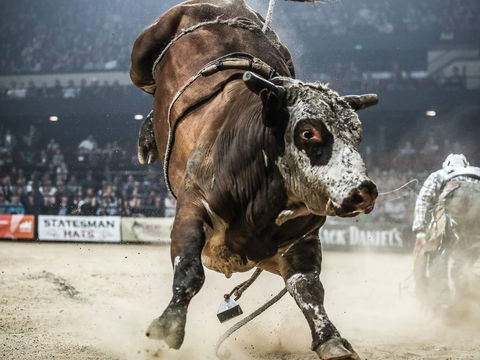 PBR Hawkesbury Stampede - Accommodation 4U 1