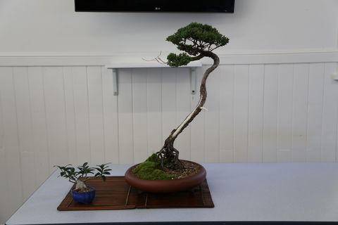 Wauchope Bonsai Workshop Group - Accommodation 4U 0