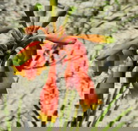 Australian flora past present and future - Accommodation 4U