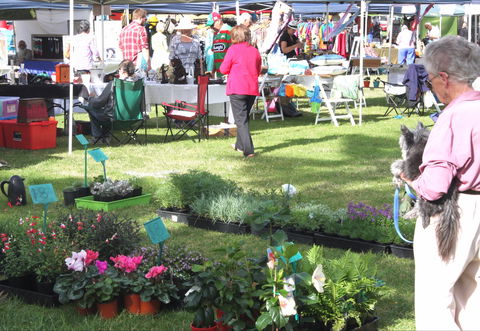 Batemans Bay Sunday Market - Accommodation 4U 2