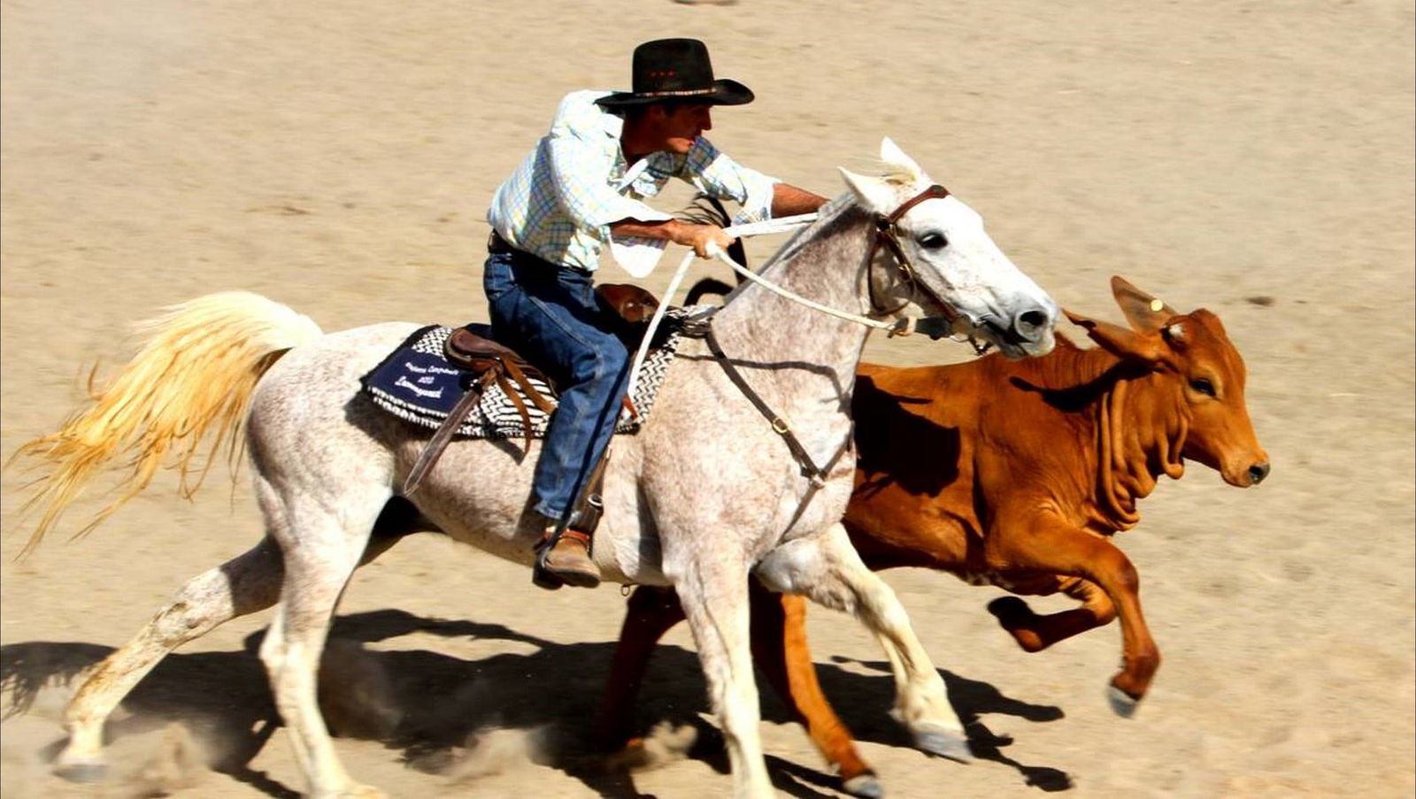 Wills QLD Accommodation 4U