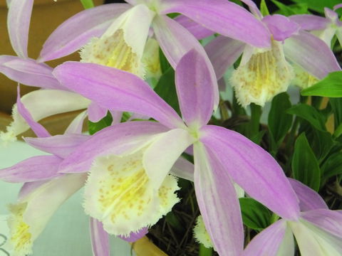 Blackheath Flower And Craft Show - Accommodation 4U 2