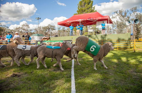 Caragabal Sheep Races - Accommodation 4U 0