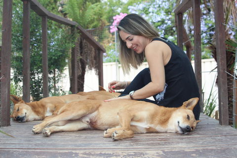 Dingo Den Discovery Experience - Accommodation 4U 0