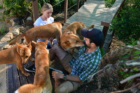 Dingo Den Discovery Experience - Accommodation 4U 1