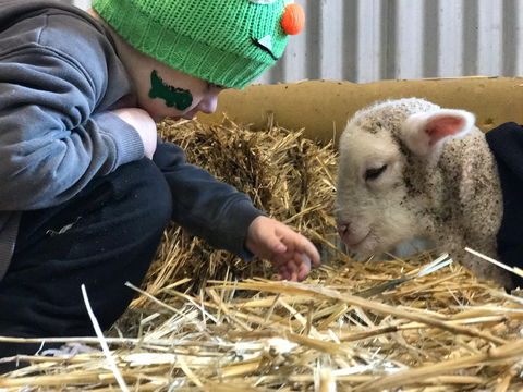 Horsham Agricultural Show - Accommodation 4U 0
