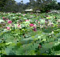 Lotus Flower Season - Accommodation 4U