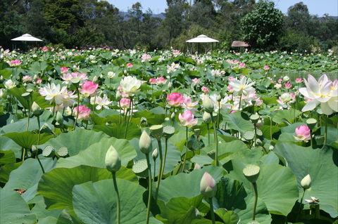 Lotus Flower Season - Accommodation 4U 0