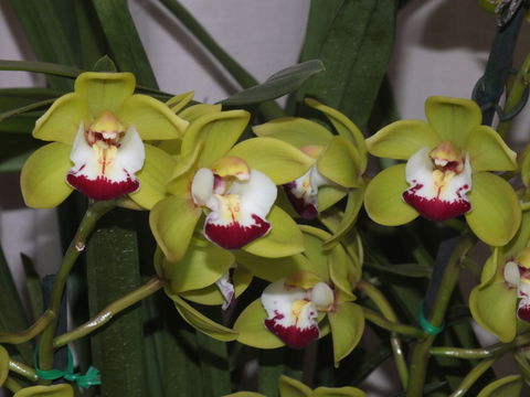 Orchids Out West - Accommodation 4U 1