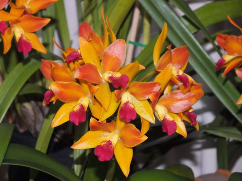 Orchids Out West - Accommodation 4U 2