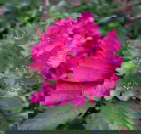 Rhododendrons at Brangayne - Accommodation 4U