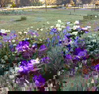 Riverina Iris Farm Open Garden and Iris Display - Accommodation 4U