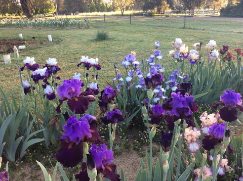 Riverina Iris Farm Open Garden And Iris Display - Accommodation 4U 0