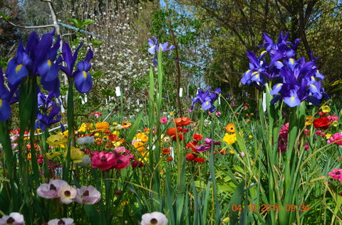 Riverina Iris Farm Open Garden And Iris Display - Accommodation 4U 1