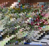 Sapphire Coast Orchid Club Spring Orchid Show - Accommodation 4U