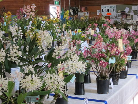 Sapphire Coast Orchid Club Spring Orchid Show - Accommodation 4U 0