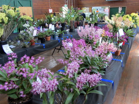 Sapphire Coast Orchid Club Spring Orchid Show - Accommodation 4U 1
