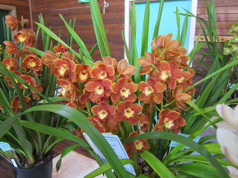 Sapphire Coast Orchid Club Spring Orchid Show - Accommodation 4U 2