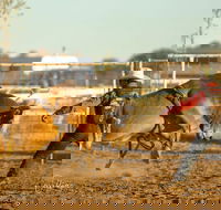 Walgett Charity Bushman's Carnival Rodeo and Campdraft - Accommodation 4U