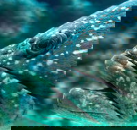 What lurks below - Accommodation 4U