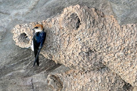 2020 Katherine Bird Festival - Accommodation 4U 0