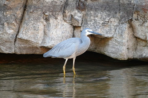 2020 Katherine Bird Festival - Accommodation 4U 1