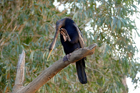 2020 Katherine Bird Festival - Accommodation 4U 2