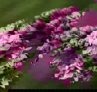 69th Annual Goulburn Lilac City Festival - Accommodation 4U