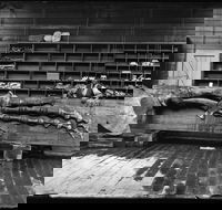Capturing Nature Early photography at the Australian Museum 1857  1893 - Accommodation 4U